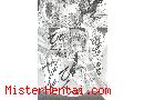 Manga hentai